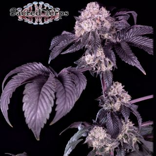 26521 - Giraffe Puzzy 10 u. fem Sacred Terps