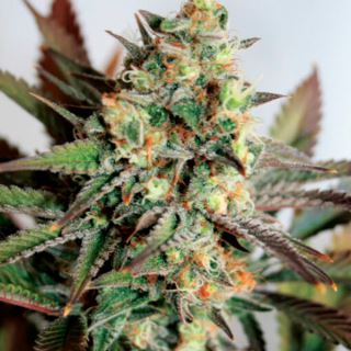 Girl Scout Cookies  1 u. fem. Garden of Green Seeds