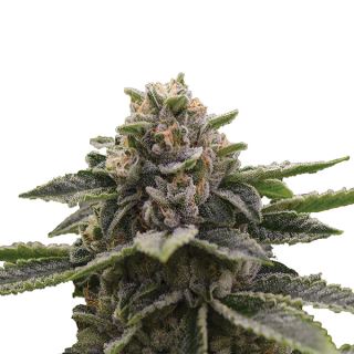 14653 - Girl Scout Cookies  5 u. fem. Nirvana