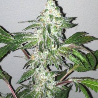 GSC6 - Girl Scout Cookies 6 u. fem. The Cali Connection