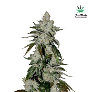 6342 - Girl Scout Cookies Auto  1 u. fem. FastBuds Seeds