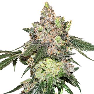 Girl Scout Cookies fem.  1 u. Seedstockers