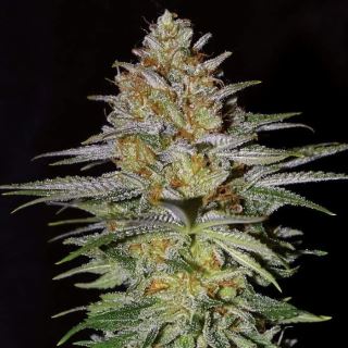 24143 - Glitter Bomb 10 u. fem Empire Seeds