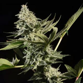 15695 - Glowstarz  3 u. fem. Paradise Seeds