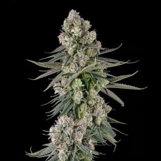 27562 - Glue Lotus : GG4 x Mellowz #8   - 3 u. Fem Compound Genetics