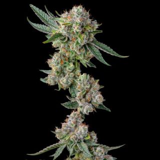 27191 - Glue31  :  GG4 x Jokerz - 3 u. Fem Compound Genetics