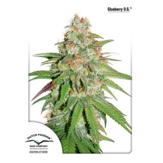 Glueberry OG  1 u. fem. Dutch Passion