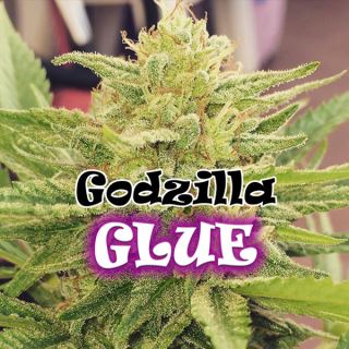 Godzilla Glue  2 u. fem. Dr Underground