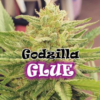 8281 - Godzilla Glue  8 u. fem. Dr Underground