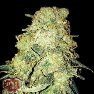 9704 - Gold Mine  3 u. fem. Heavyweight Seeds