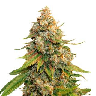 9807 - Golden Lemon Haze fem.  1 u. Seedstockers