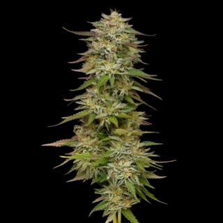 24906 - Golden Sands 3 u. fem Humbold Seeds Company