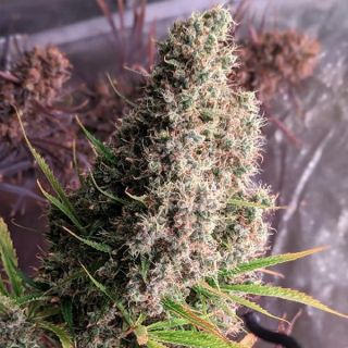 26248 - Golden Tiger   5 u. Regular Ace Seeds