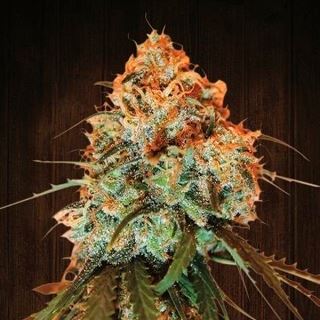 6674 - Golden Tiger 1 u. fem. Ace Seeds