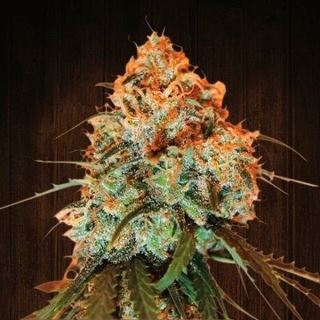 8095 - Golden Tiger 5 u. fem. Ace Seeds