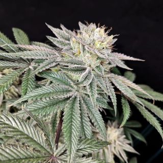 27247 - Golden Truffle  3 u. fem - Yuzuza Line- Pure Instinto