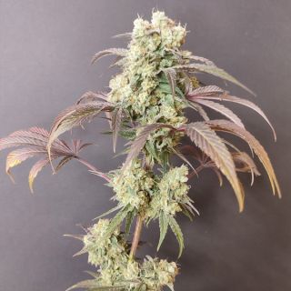 26535 - Gorgon  4 u. Seeds of Anarchy