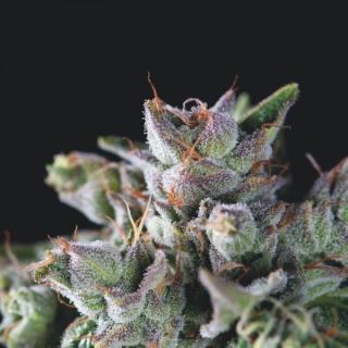 10768 - Gorila  3 u. fem. Pyramid Seeds