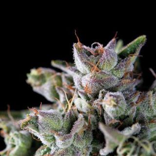25107 - Gorila 7 u. Reg. Pyramid Seeds