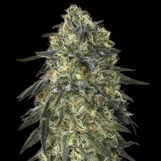 Gorilla   5 u. fem. 00 Seeds