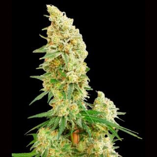 13863 - Gorilla Banana  1 u. fem. Expert Seeds