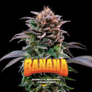 25648 - Gorilla Banana  2 u. fem BSF Seeds