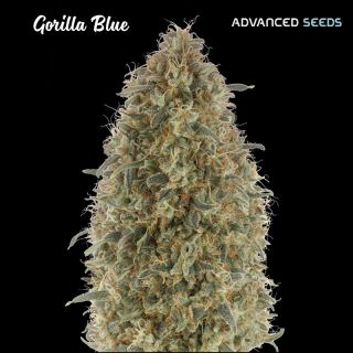 Gorilla Blue   3 + 1 u. fem. Advanced Seeds