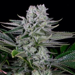 9312 - Gorilla CBD   1 u. fem. Dinafem