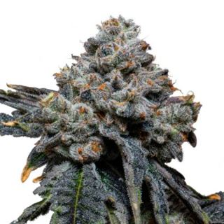 13838 - Gorilla Cheese  1 u. fem. Expert Seeds