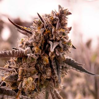 13773 - Gorilla Cookies  1 u. fem. Expert Seeds