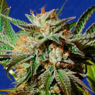 Gorilla Cookies  1 u. fem. Original Sensible