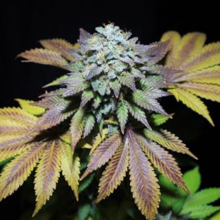 Gorilla Cookies 1 u. fem Pure Instinto