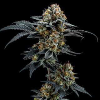 26067 - Gorilla Cookies 6 ud. fem Elev8 Seeds