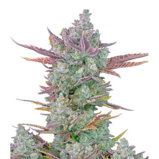 13001 - Gorilla Cookies Auto  1 u. fem. FastBuds Seeds