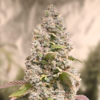 14909 - Gorilla Cookies Fast  3 ud High Speed Buds