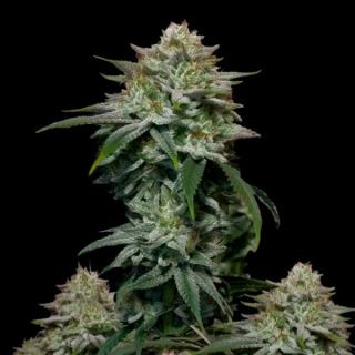 Gorilla Cookies Fast Flowering  3 u. fem. FastBuds Seeds