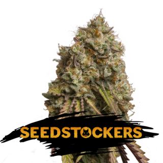 Gorilla Cookies fem.  1 u. Seedstockers