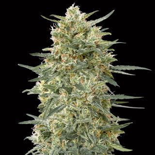 11871 - Gorilla Fast   3 u. fem. 00 Seeds