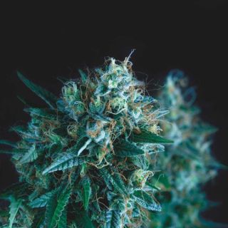25093 - Gorilla Fast  5 u. fem. Pyramid Seeds