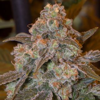 15630 - Gorilla Frost  3 ud Silent Seeds