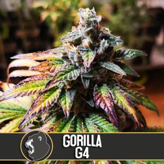 Gorilla G4 3 u. fem. Blimburn Seeds