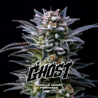 25644 - Gorilla Ghost  2 u. fem BSF Seeds