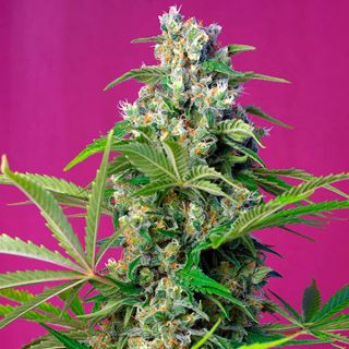 7116 - Gorilla Girl   3+1 u. fem. Sweet Seeds