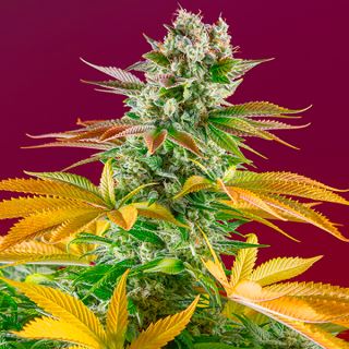 11552 - Gorilla Girl F1 Fast Version 3+1 u. fem. Sweet Seeds