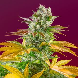 Gorilla Girl Fast Version  25 u. fem. Granel Profesionales Sweet Seeds