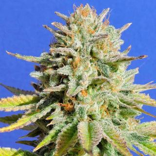 10089 - Gorilla Glue # 4  1 u. fem. Original Sensible