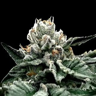27771 - Gorilla Glue #4 - 10 u. fem. DNA Genetics