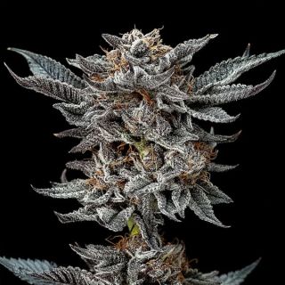25627 - Gorilla Glue #4 - 12 u. fem BSF Seeds