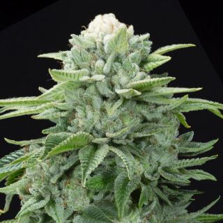 20235 - Gorilla Glue #4 S1 3 ud. fem Elev8 Seeds