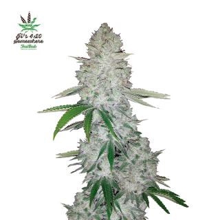 6420 - Gorilla Glue Auto  1 u. fem. FastBuds Seeds